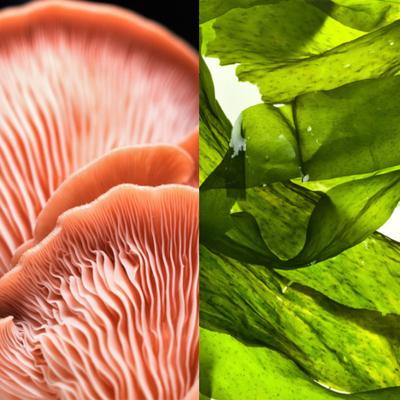 Compostable & Bio-based Materials