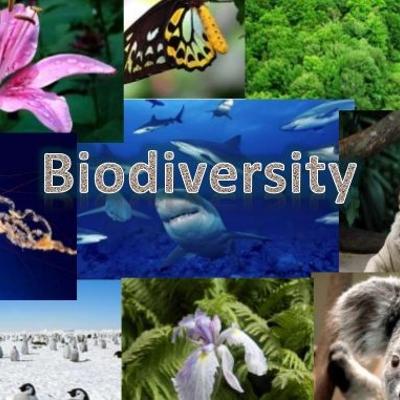 Biodiversity Preservation
