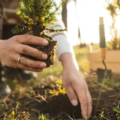 Carbon Offsetting
